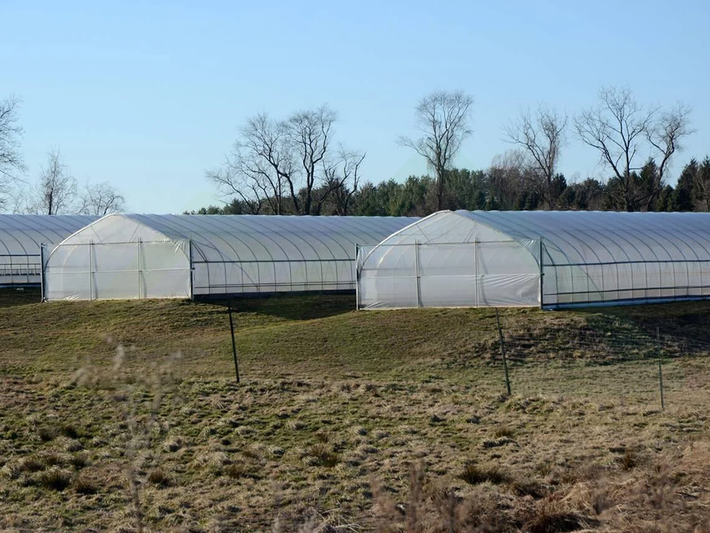 panda tunnel greenhouse (8)