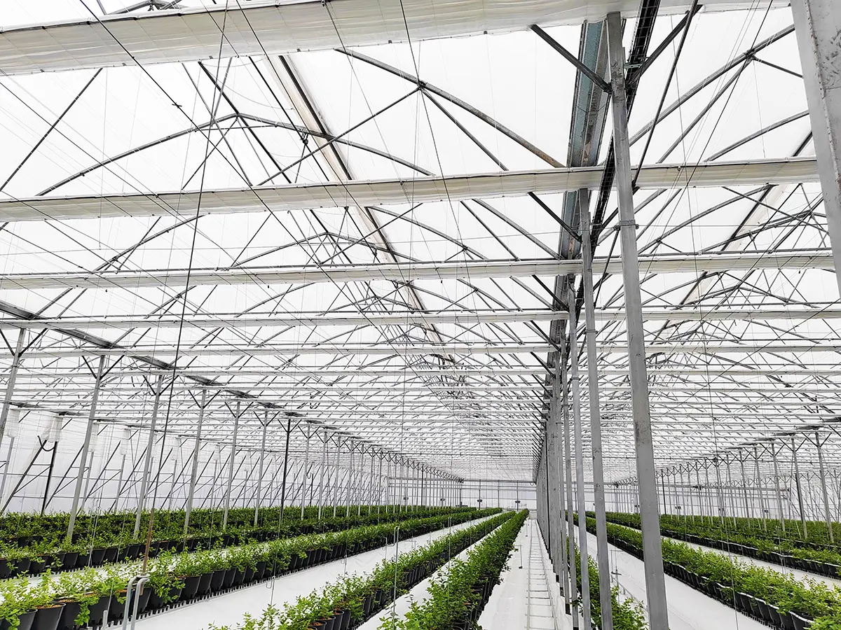 Commercial fully enclosed blueberry production multispan double-layer inflatable film greenhouse 5
