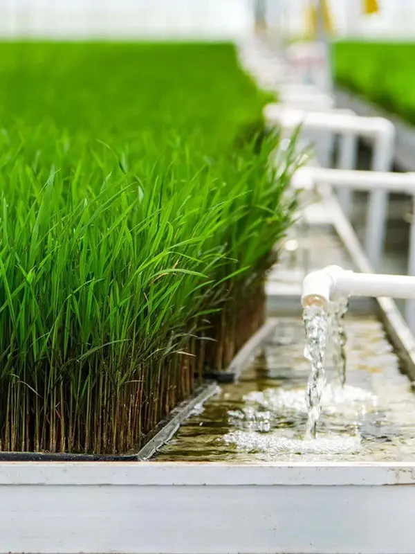 Irrigation System