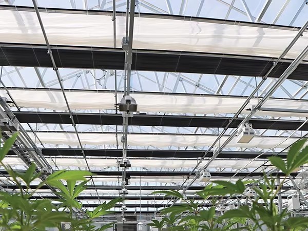 Light Deprivation Greenhouse Gutter Connected Multispan blackout systems for medical plants-852