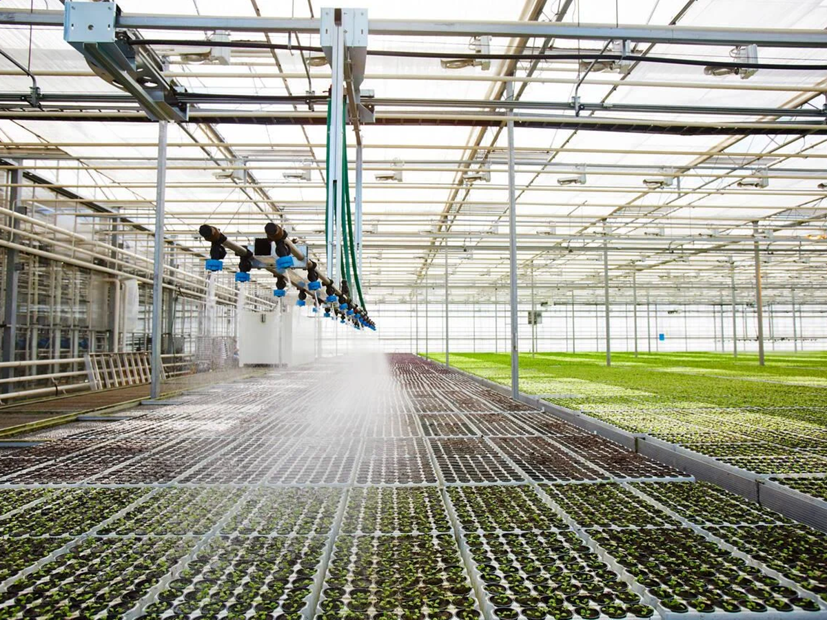 commercial greenhouse (5)