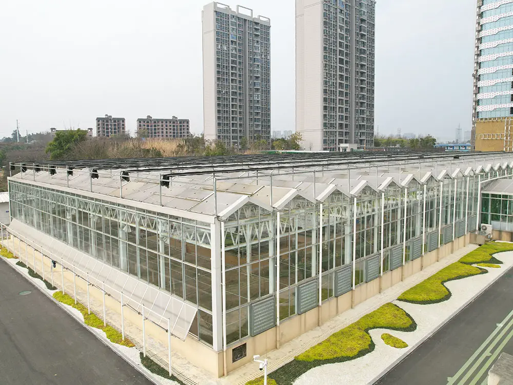 Modern Multi-Span Intelligent agricultural Glass Greenhouses 3