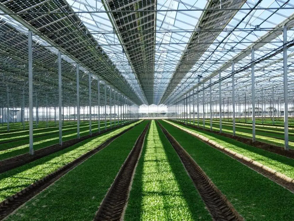 oplossingen-kassenbouw-solar-venlo-beeld-2