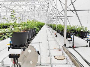Commercial fully enclosed blueberry production ...