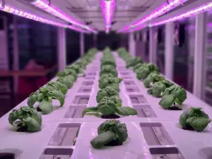 Hydroponic Vegetables Grown with LED Lights on ...