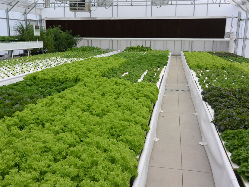 Greenhouse Hydroponics Aquaponics Deep Water Culture Floating Raft for Lettuce Growing 6