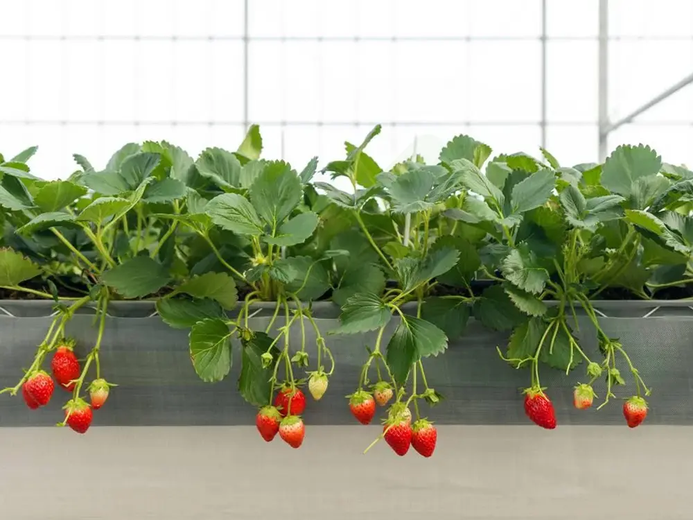 Several considerations for growing strawberries using coconut bran in a greenhouse