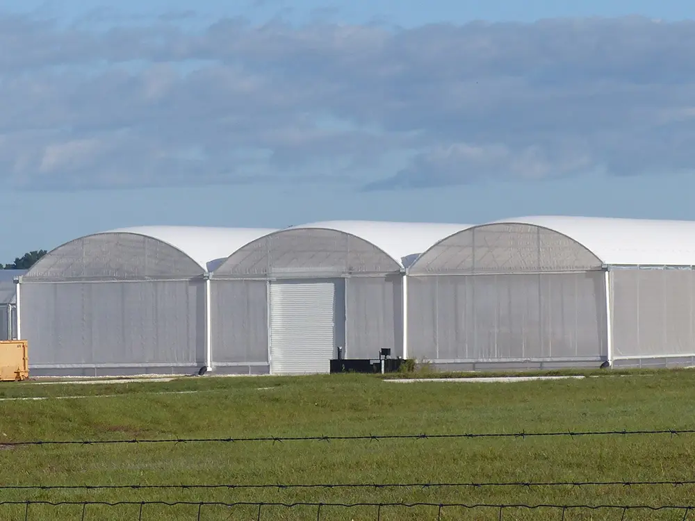 plastic film greenhouse 9 (2)