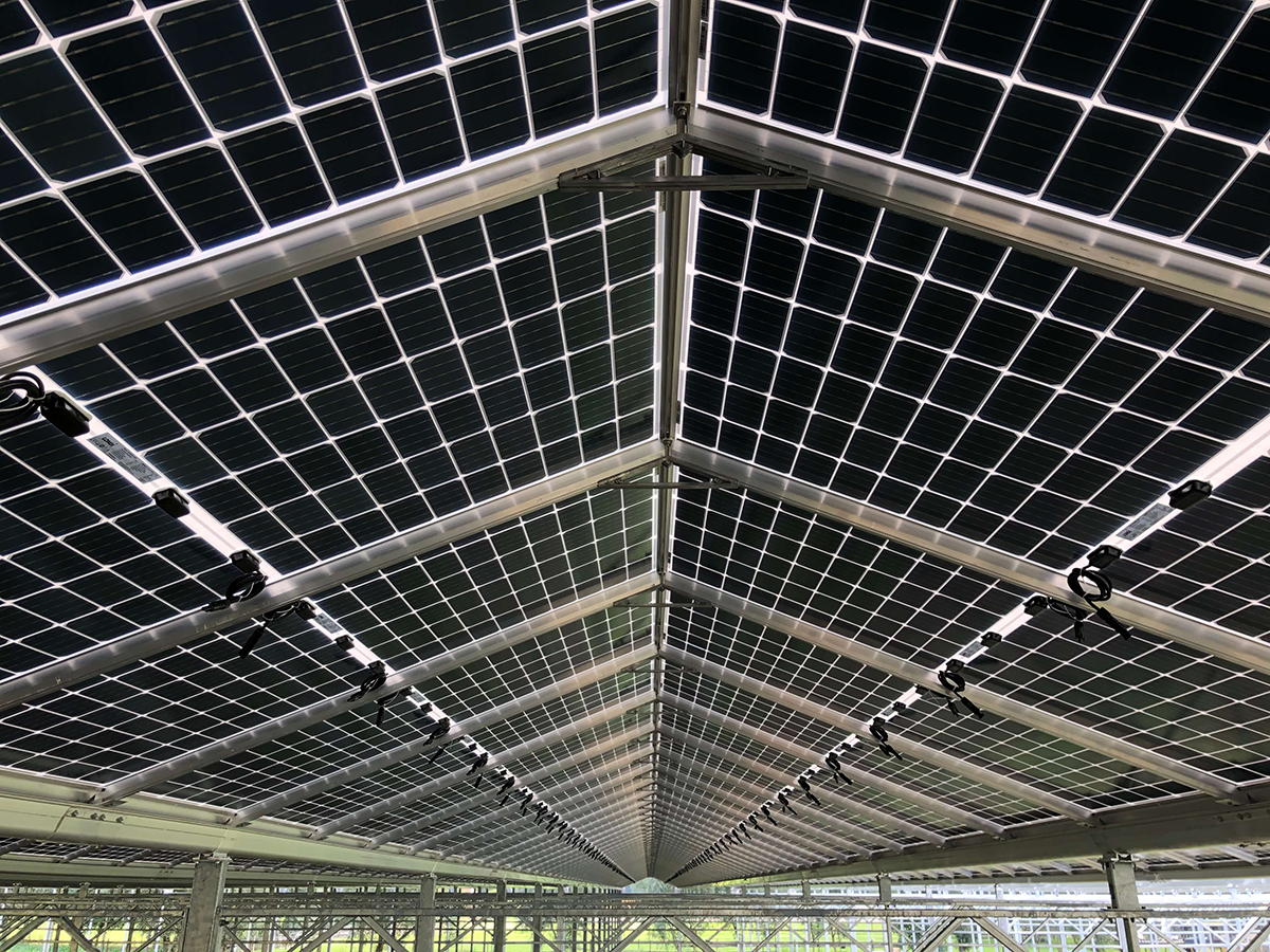 commercial greenhouse (9)