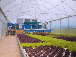 Hydroponic subsystems aquaponics fish farms equ...