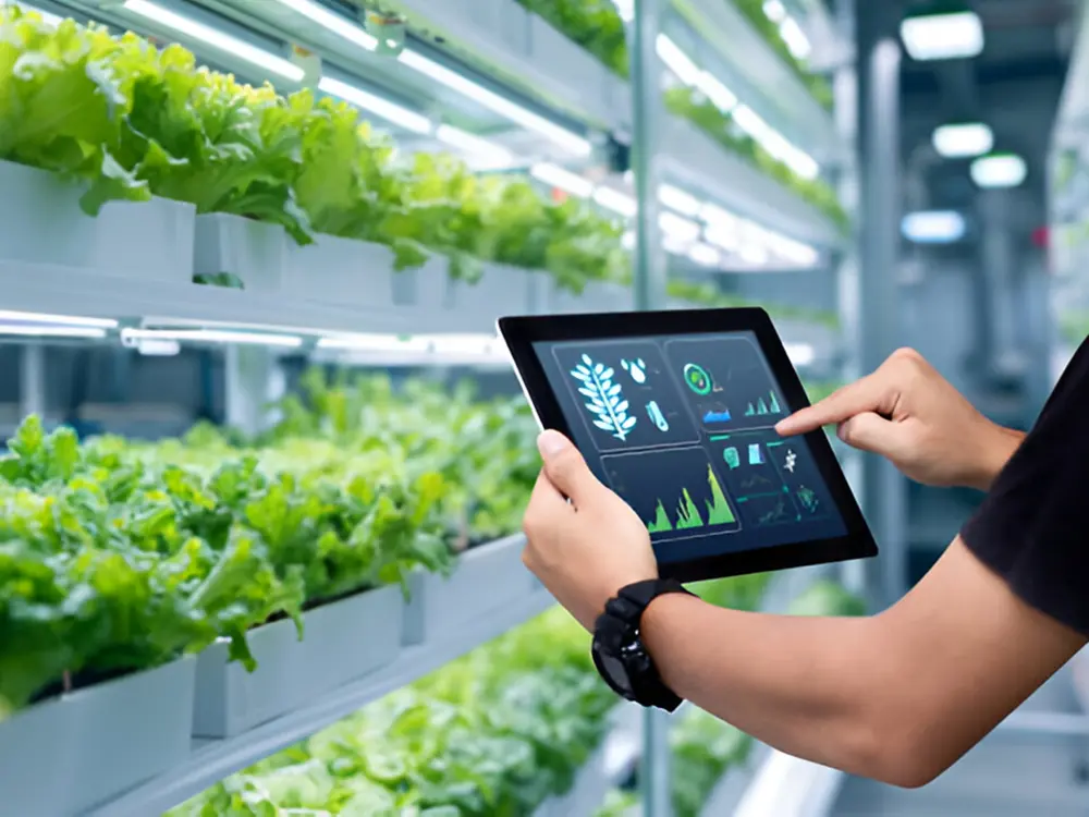 Characteristics of a Commercial Greenhouse