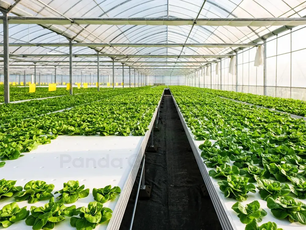 Greenhouse Hydroponic NFT/DWC System for Plant Growing with Rolling Benches 2