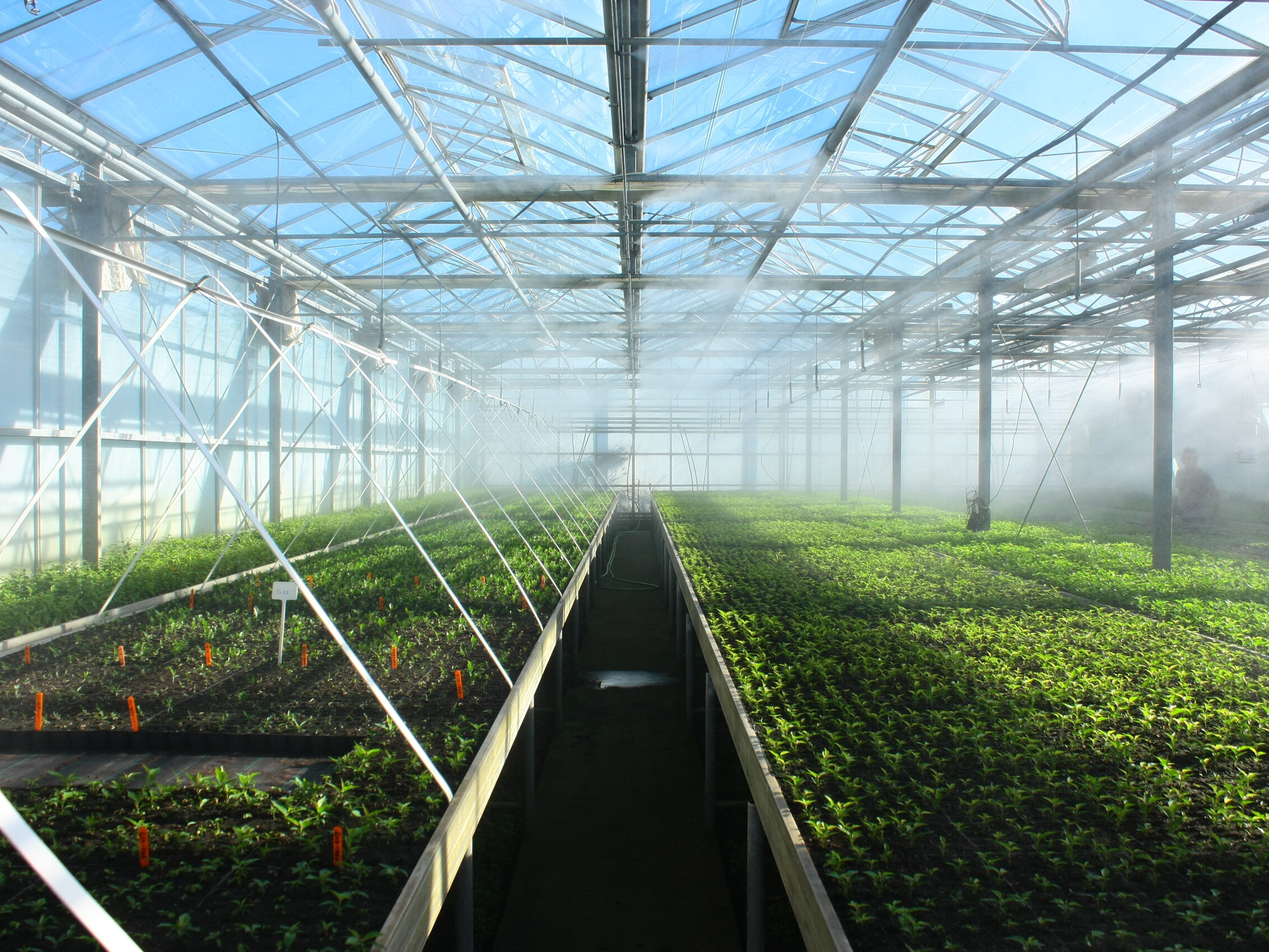 Greenhouse fog systems (3)