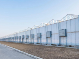 Turnkey Project Agricultural Multi Span Steel S...