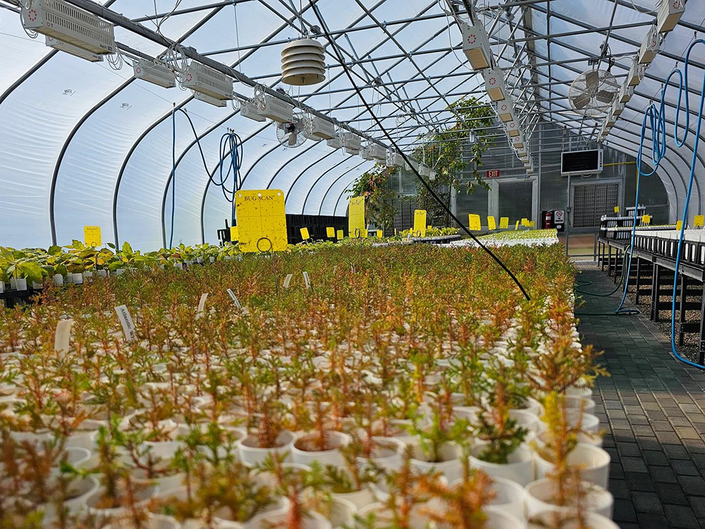 panda tunnel greenhouse (5)