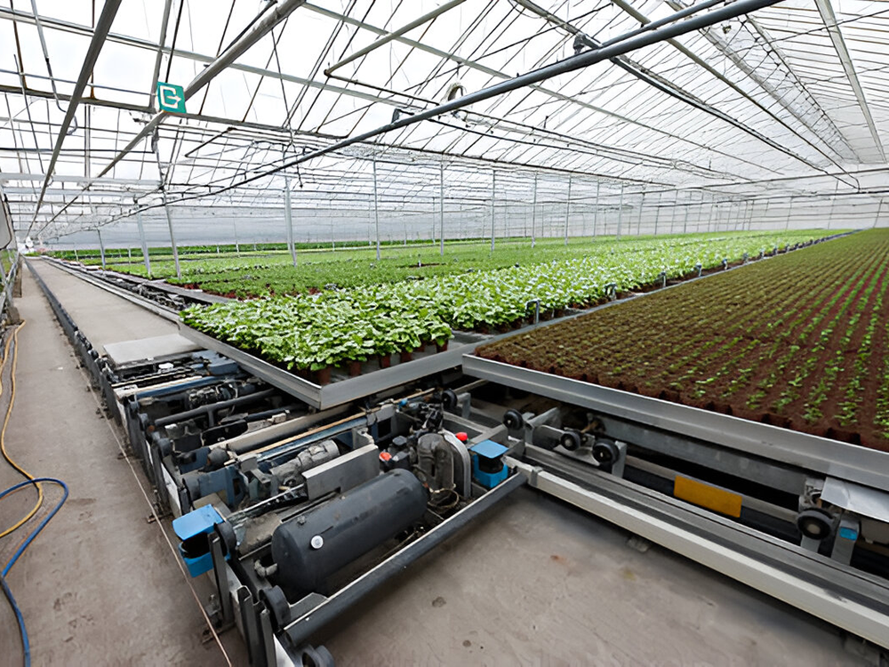 commercial greenhouse (3)