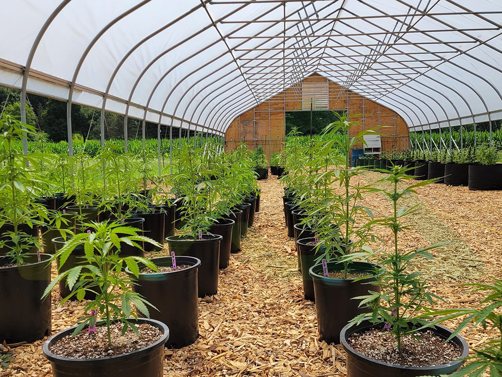 panda tunnel greenhouse (6)
