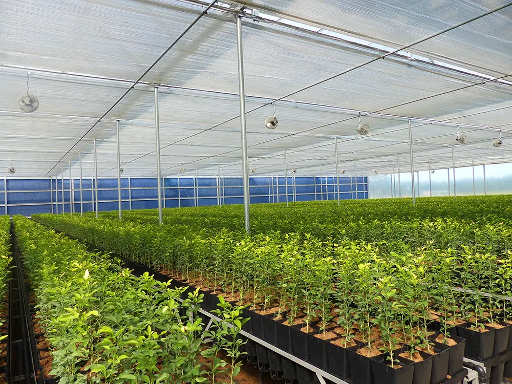 200 Micron UV Resistant Plastic Greenhouse PE/PO Film Cover Agricultural Breeding Greenhouse 2