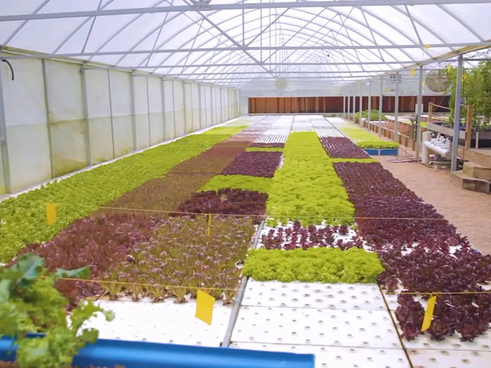 Hydroponic subsystems aquaponics fish farms equipment and plant growth greenhouse commercial aquaponics system 2