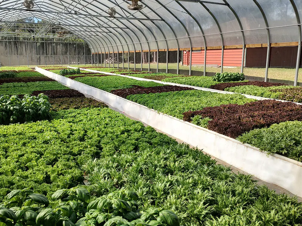 Aquaponics