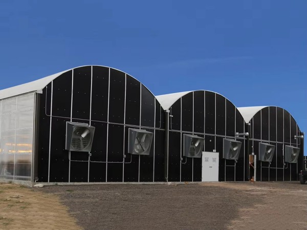Light Deprivation Greenhouse Gutter Connected Multispan blackout systems for medical plants-78