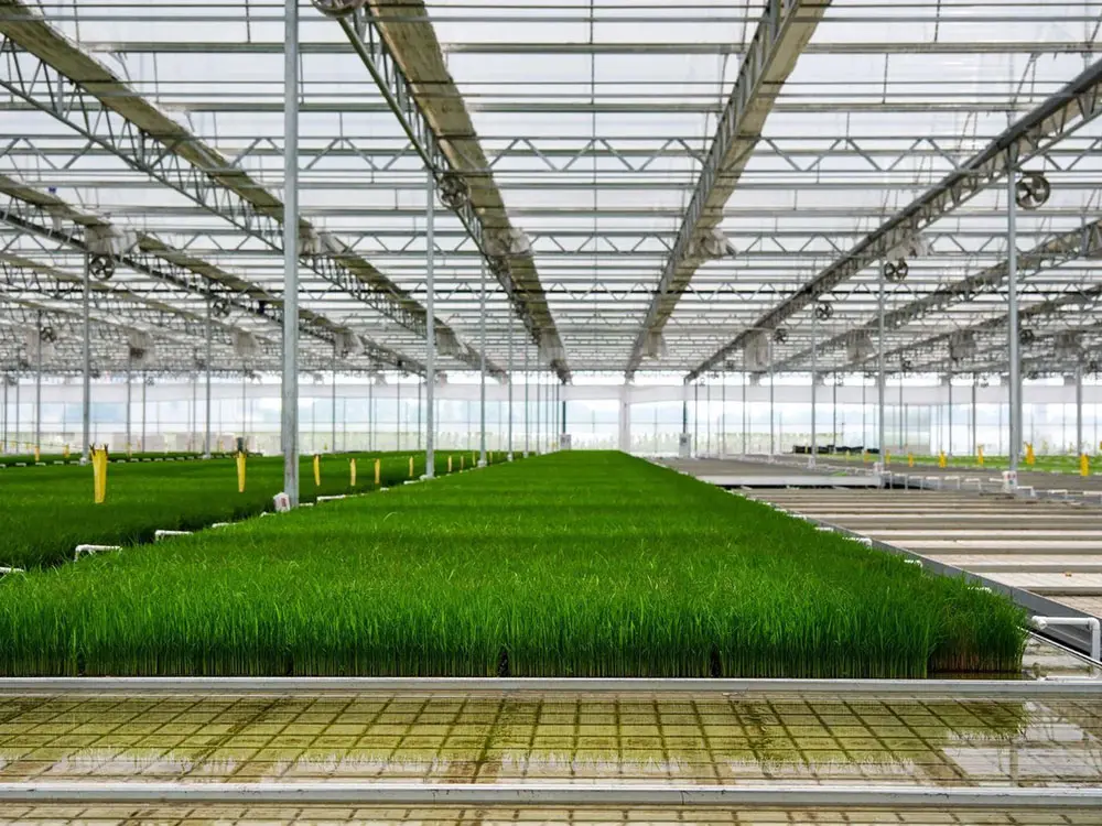 hydroponic28 (1)